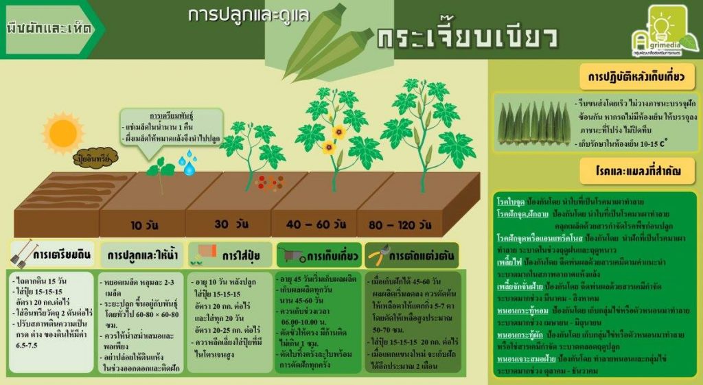 infographic การปลูกและการดูแลพืชผัก