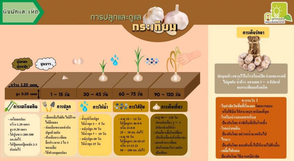 infographic การปลูกและการดูแลพืชผัก