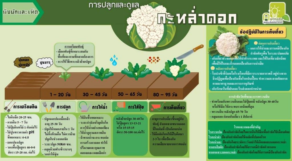 infographic การปลูกและการดูแลพืชผัก