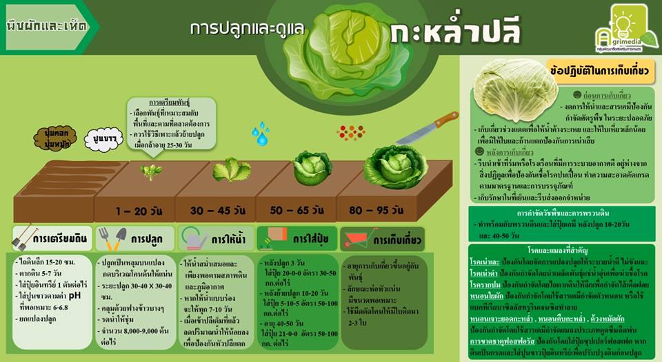 infographic การปลูกและการดูแลพืชผัก