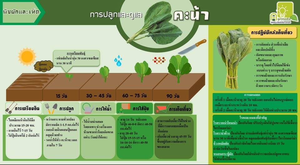 infographic การปลูกและการดูแลพืชผัก