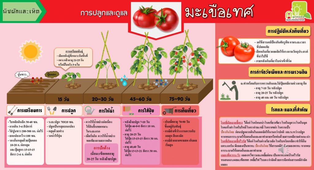 infographic การปลูกและการดูแลพืชผัก,ผลไม้