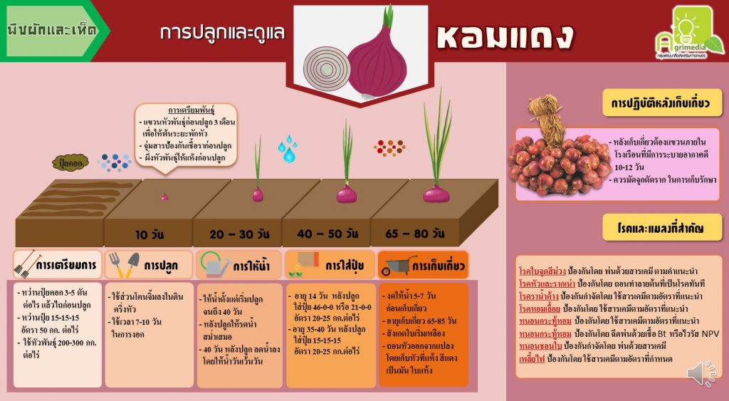 infographic การปลูกและการดูแลพืชผัก,ผลไม้