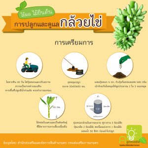 infographic การปลูกและการดูแลพืชผัก,ผลไม้