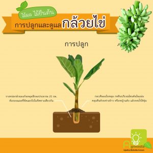 infographic การปลูกและการดูแลพืชผัก,ผลไม้