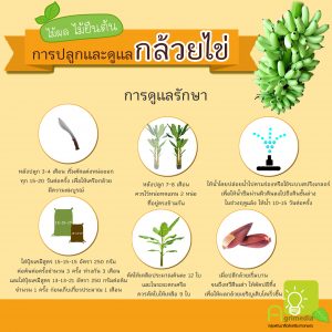 infographic การปลูกและการดูแลพืชผัก,ผลไม้