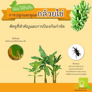 infographic การปลูกและการดูแลพืชผัก,ผลไม้