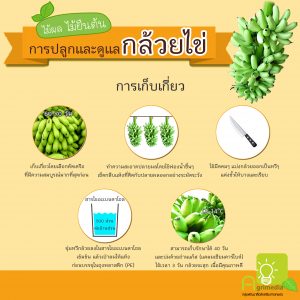 infographic การปลูกและการดูแลพืชผัก,ผลไม้