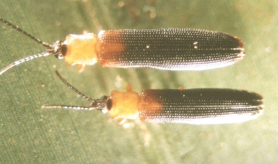 แมลงดำหนามมะพร้าว (coconut hispine beetle)