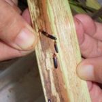 แมลงดำหนามมะพร้าว (coconut hispine beetle)