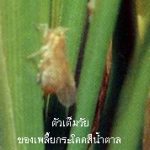 เพลี้ยกระโดดสีน้้ำตาล