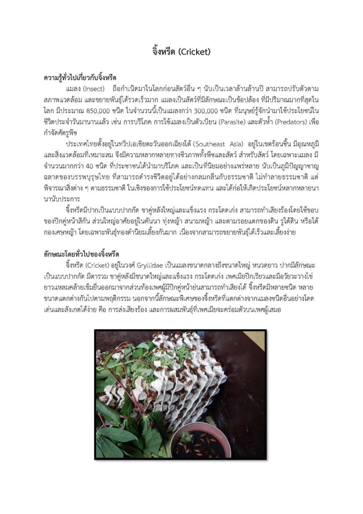 จิ้งหรีด (Cricket) จิ้งหรีด (Cricket)
