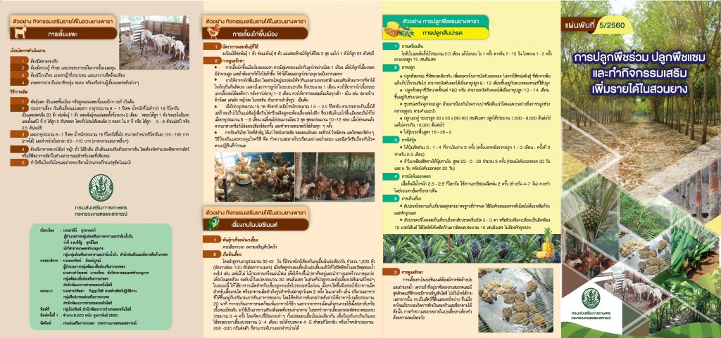 การปลูกพืชร่วม ปลูกพืชแซมและทำกิจกรรมเสริมเพิ่มรายได้ในสวนยาง การปลูกพืชร่วม ปลูกพืชแซมและทำกิจกรรมเสริมเพิ่มรายได้ในสวนยาง