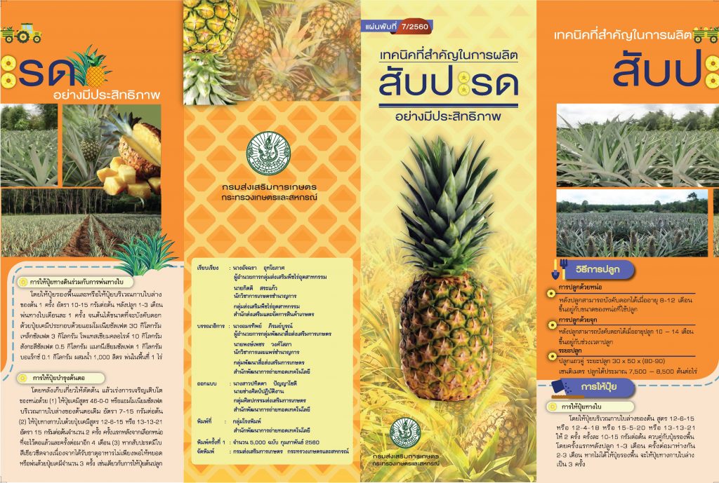 เทคนิคที่สำคัญในการผลิตสับปะรดอย่างมีประสิทธิภาพ