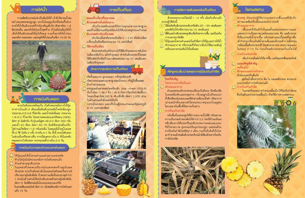 เทคนิคที่สำคัญในการผลิตสับปะรดอย่างมีประสิทธิภาพ