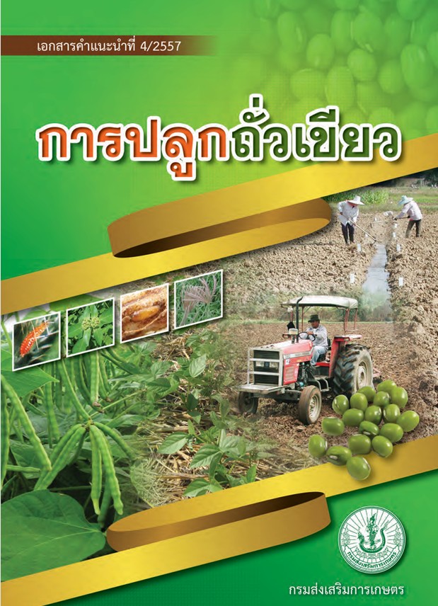 การปลูกถั่วเขียว