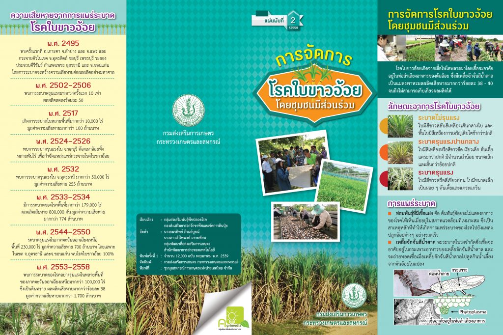 การจัดการโรคใบขาวอ้อย โดยชุมชนมีส่วนร่วม การจัดการโรคใบขาวอ้อย โดยชุมชนมีส่วนร่วม