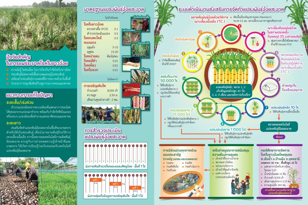 การจัดการโรคใบขาวอ้อย โดยชุมชนมีส่วนร่วม การจัดการโรคใบขาวอ้อย โดยชุมชนมีส่วนร่วม