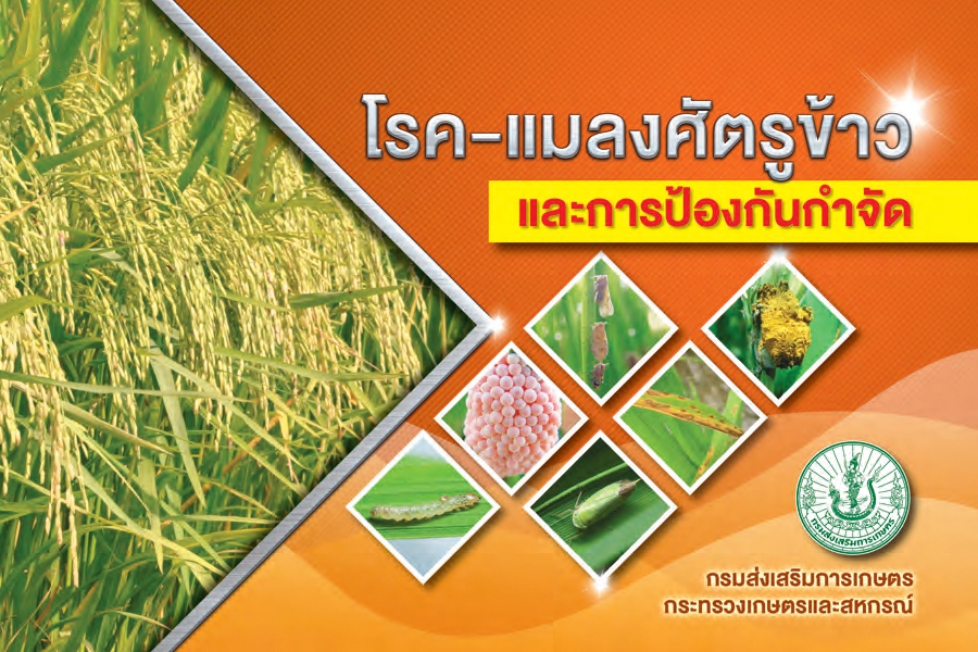 โรค-แมลงศัตรูข้าว และการป้องกันกำจัด