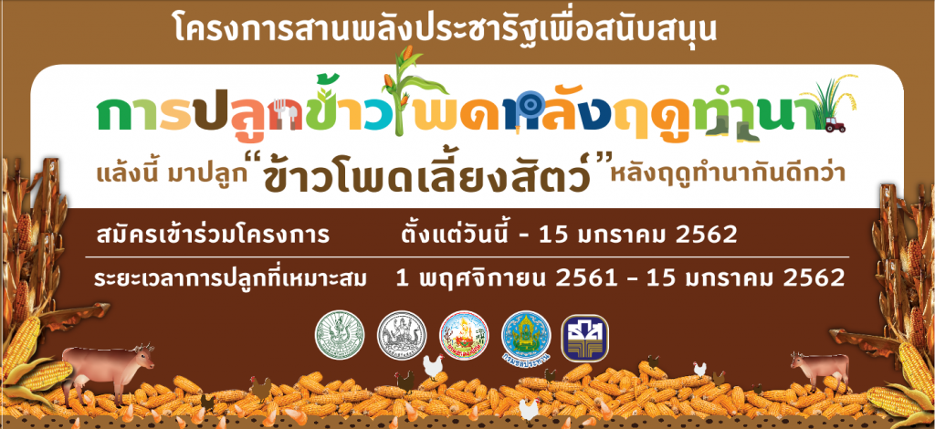 การปลูกข้าวโพดหลังฤดูทำนา