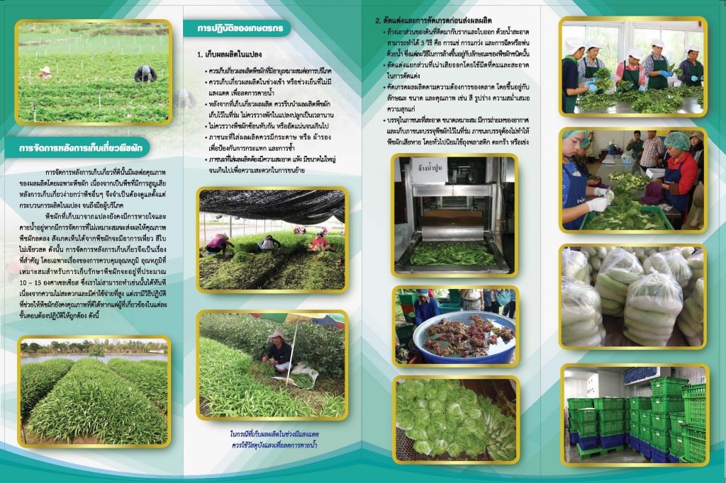 การจัดการหลังการเก็บเกี่ยวพืชผัก