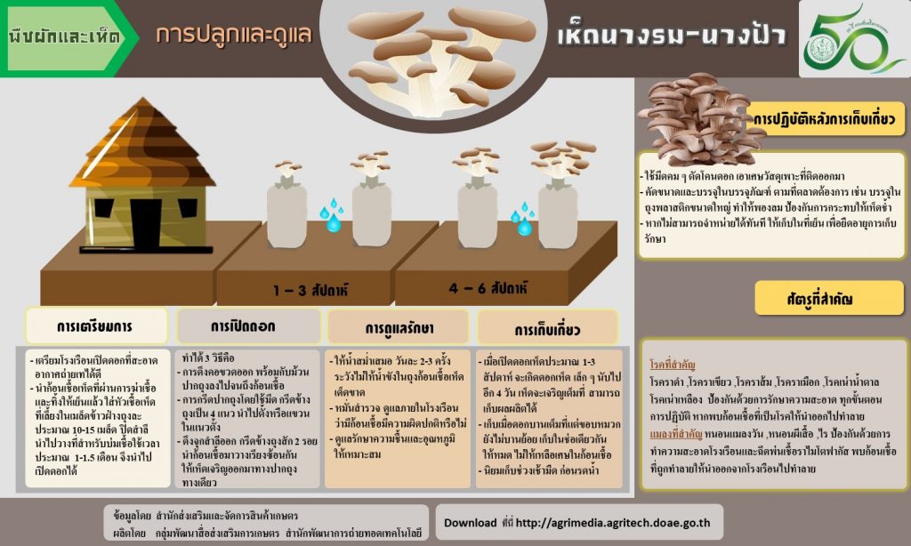 02. การปลูกและดูแลเห็ดนางรม-นางฟ้า