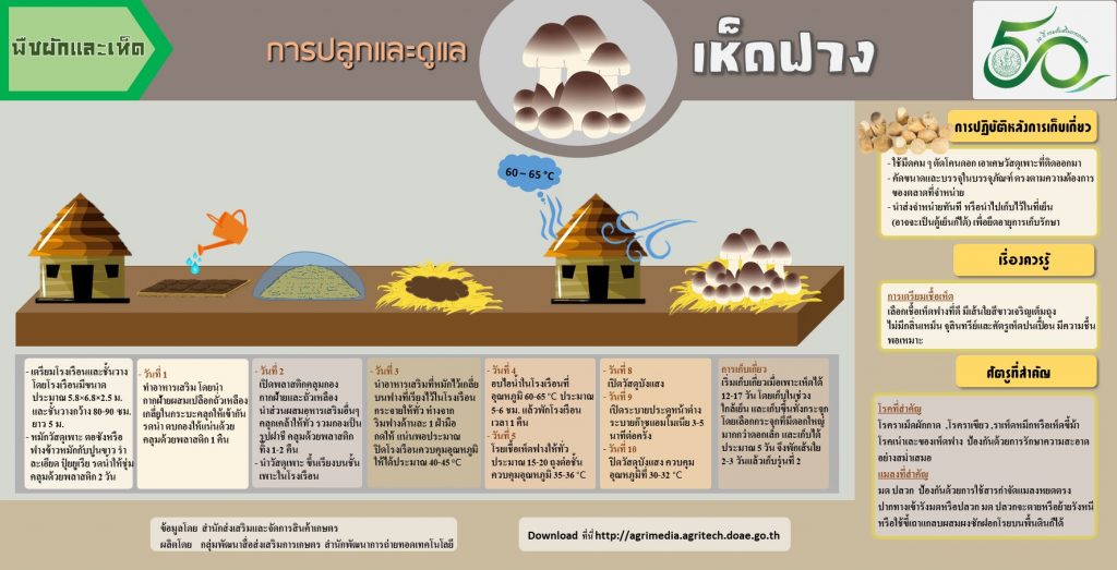 09. การปลูกและดูแลเห็ดฟาง