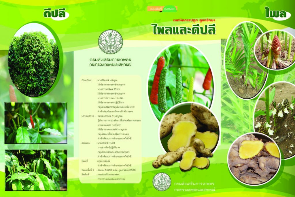 เทคนิคการปลูก ดูแลรักษาไพลและดีปลี