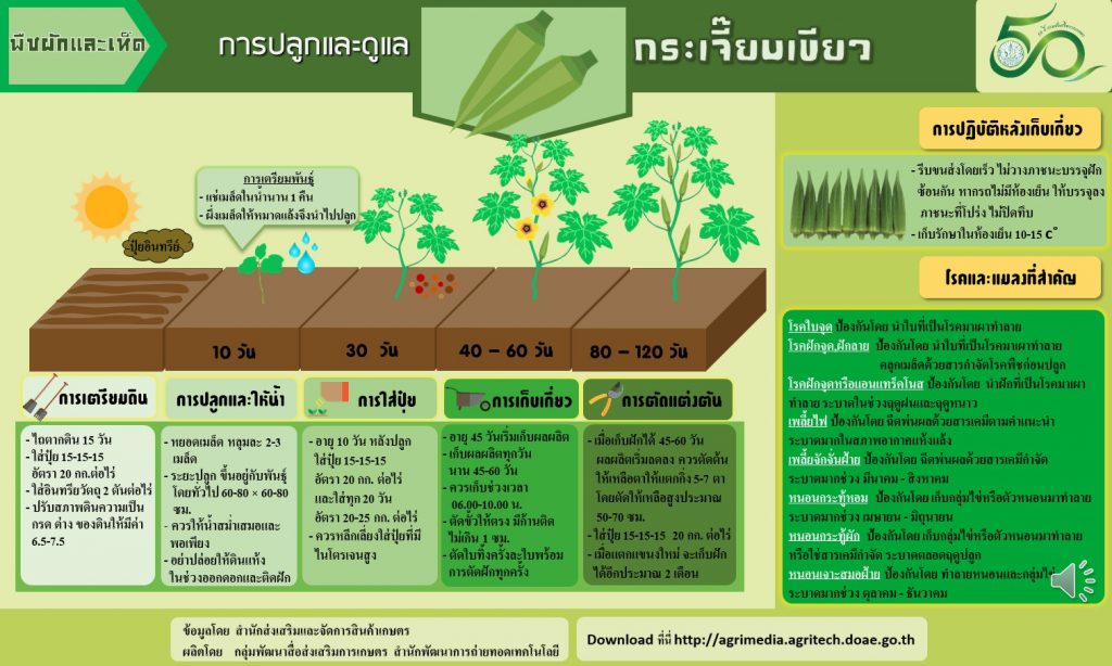 13. การปลูกและดูแลกระเจี๊ยบเขียว