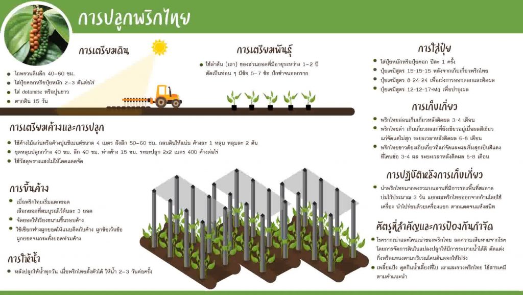 08. การปลูกพริกไทย