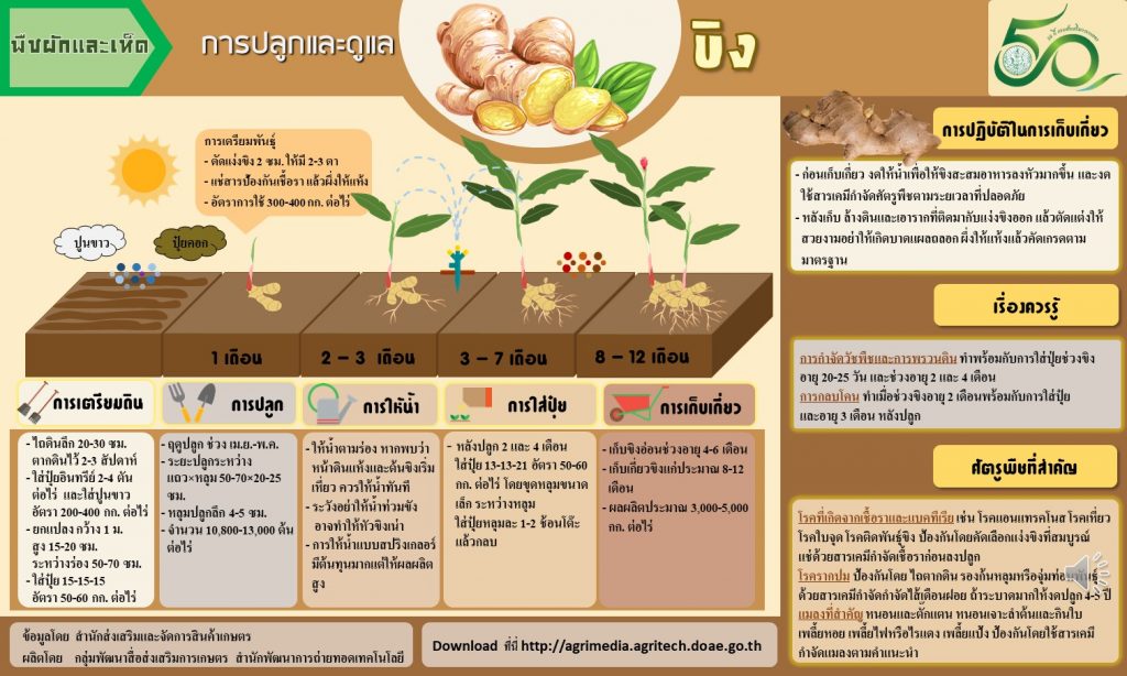 07. การปลูกและดูแลขิง