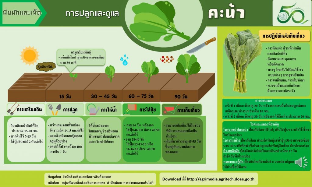 18. การปลูกและดูแลคะน้า