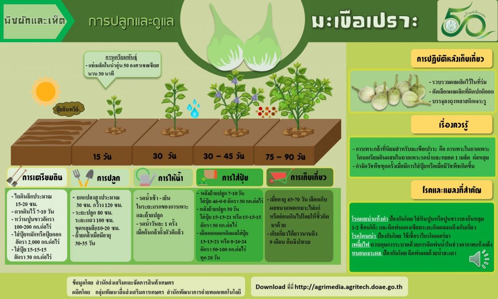 16. การปลูกและดูแลมะเขือเปราะ