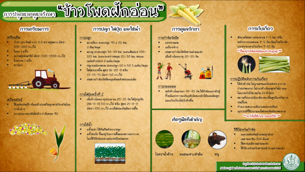 02. การปลูกและดูแลรักษาข้าวโพดฝักอ่อน 02. การปลูกและดูแลรักษาข้าวโพดฝักอ่อน