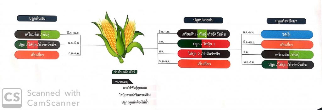 07. การเก็บเกี่ยวข้าวโพดเลี้ยงสัตว์