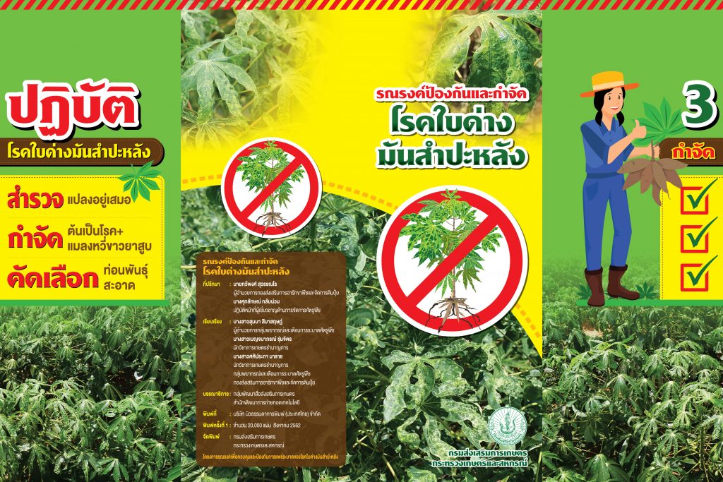 รณรงค์ป้องกันและกำจัดโรคใบด่างมันสำปะหลัง รณรงค์ป้องกันและกำจัดโรคใบด่างมันสำปะหลัง