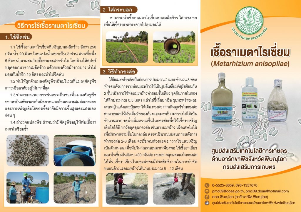 เชื้อราเมตาไรเซี่ยม เชื้อราเมตาไรเซี่ยม