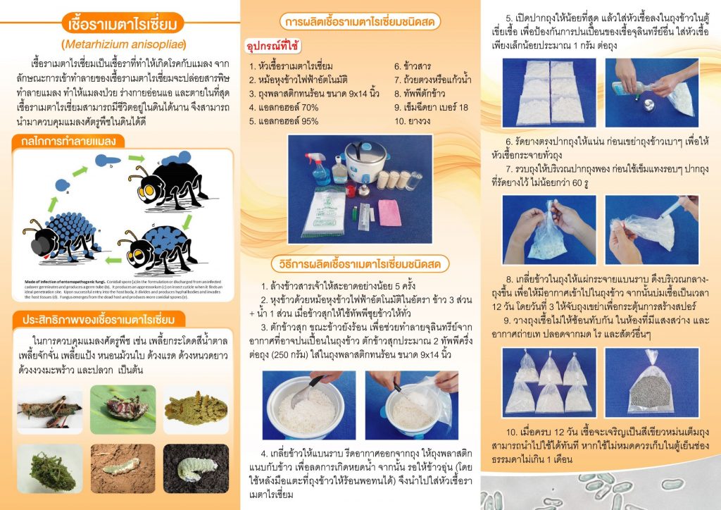 เชื้อราเมตาไรเซี่ยม เชื้อราเมตาไรเซี่ยม