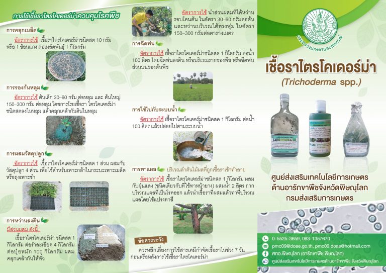 เชื้อราไตรโคเดอร์ม่า ศูนย์วิทยบริการเพื่อส่งเสริมการเกษตร