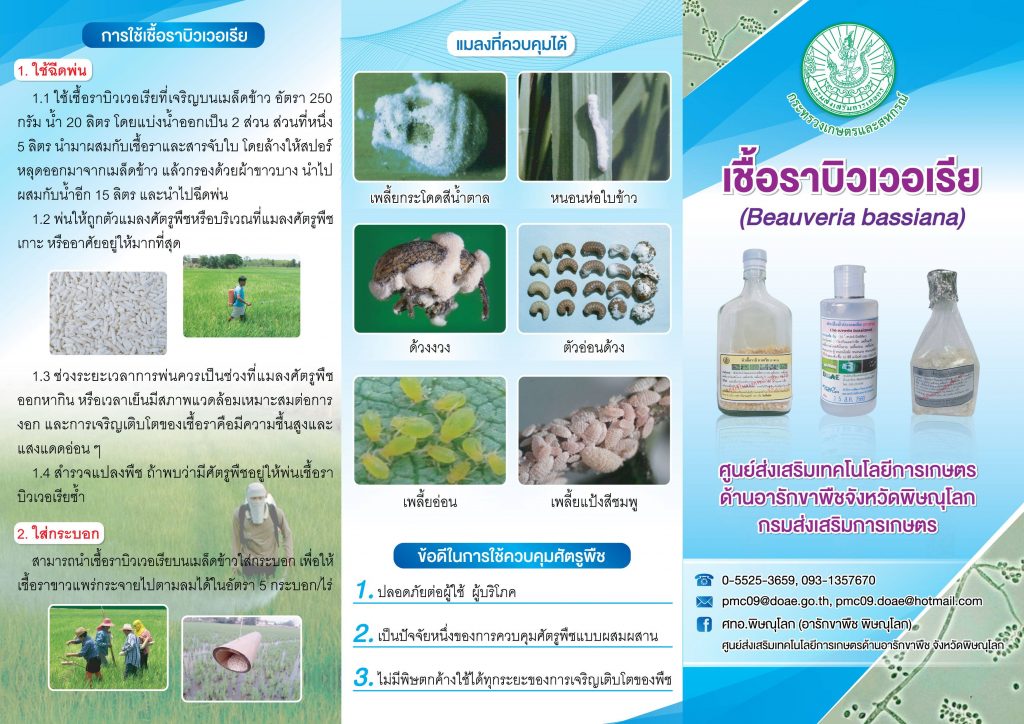 เชื้อราบิวเวอเรีย