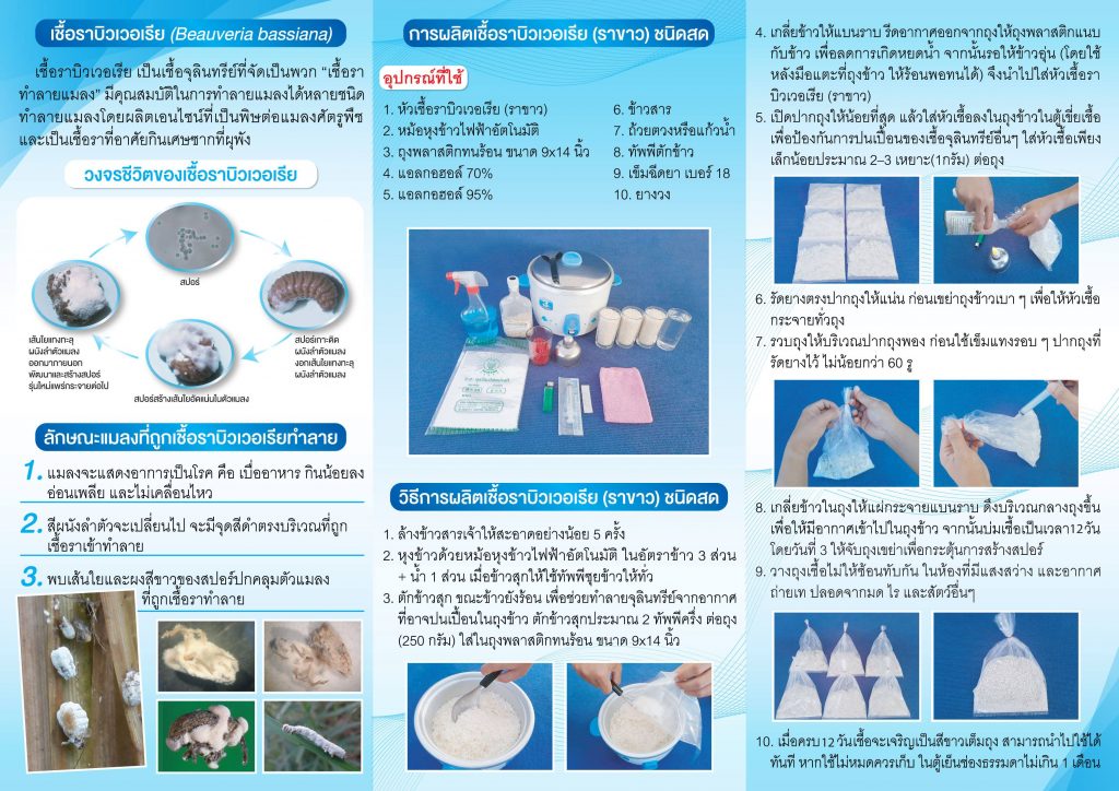 เชื้อราบิวเวอเรีย