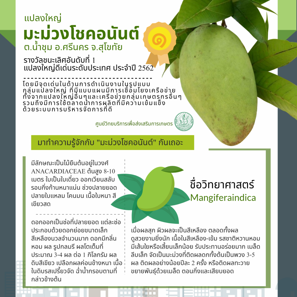 22. แปลงใหญ่มะม่วงโชคอนันต์