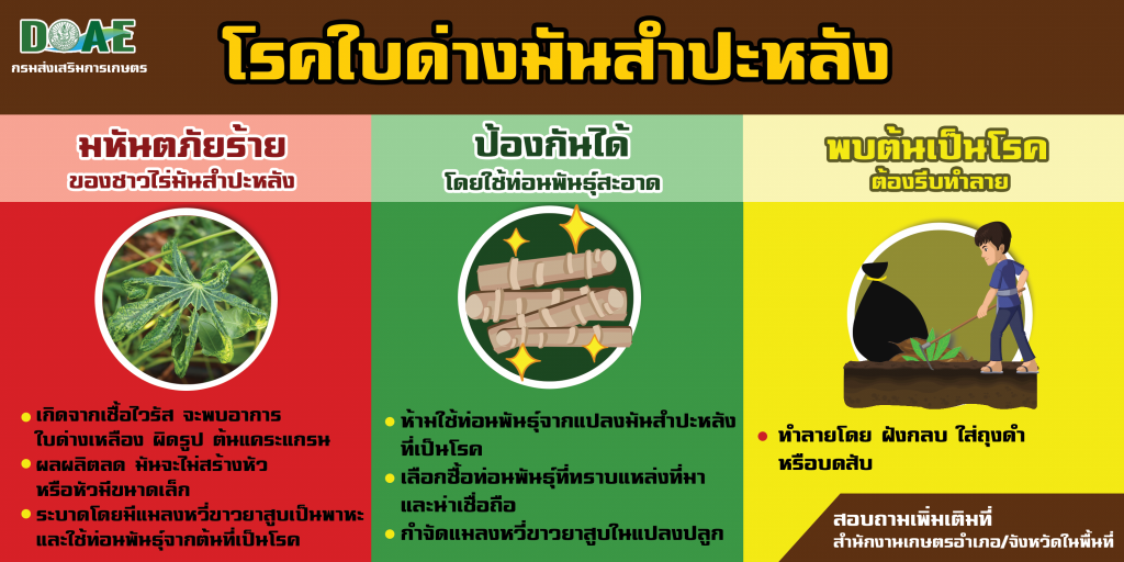 กระทรวงเกษตรและสหกรณ์ขับเคลื่อนโครงการป้องกันและกำจัดโรคใบด่างมันสำปะหลัง