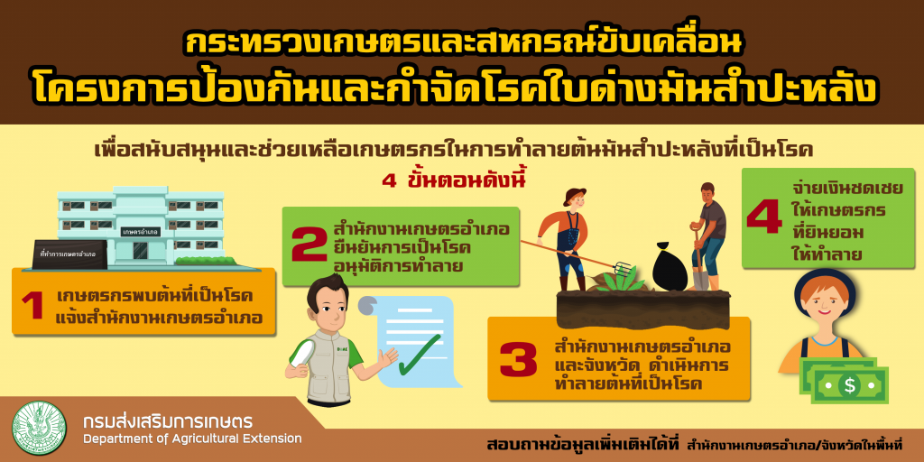 กระทรวงเกษตรและสหกรณ์ขับเคลื่อนโครงการป้องกันและกำจัดโรคใบด่างมันสำปะหลัง