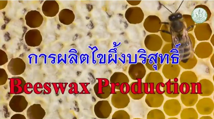 การผลิตไขผึ้งบริสุทธิ์ การผลิตไขผึ้งบริสุทธิ์