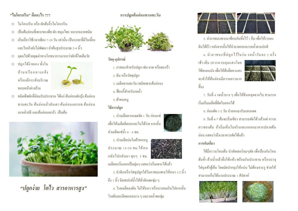 การปลูกพืชไมโครกรีน (Microgreens) การปลูกพืชไมโครกรีน (Microgreens)