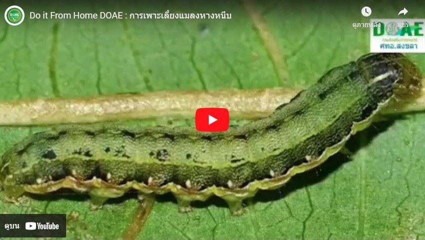 Do it From Home DOAE : การเพาะเลี้ยงแมลงหางหนีบ