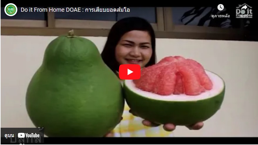 Do it From Home DOAE : การเสียบยอดส้มโอ