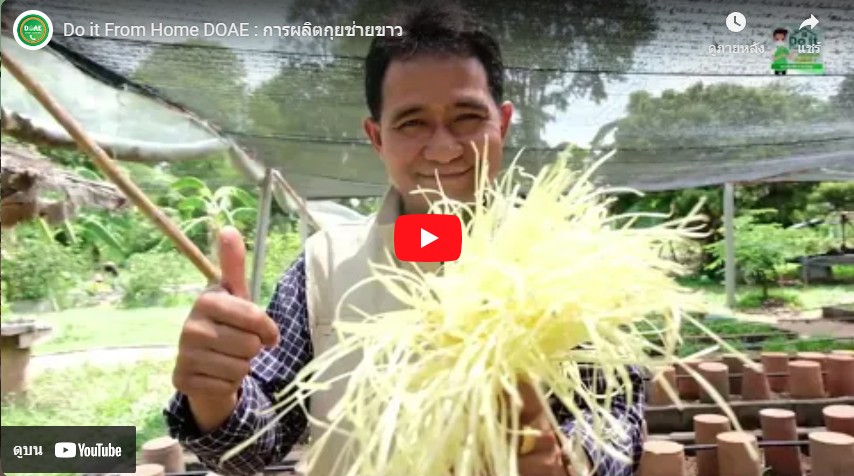 Do it From Home DOAE : การผลิตกุยช่ายขาว