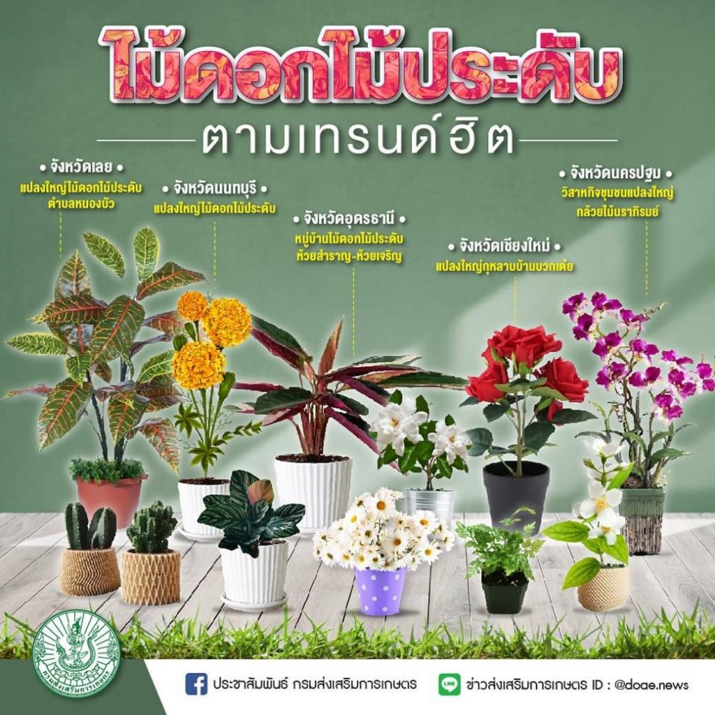 02. ไม้ดอกไม้ประดับตามเทรนด์ฮิต